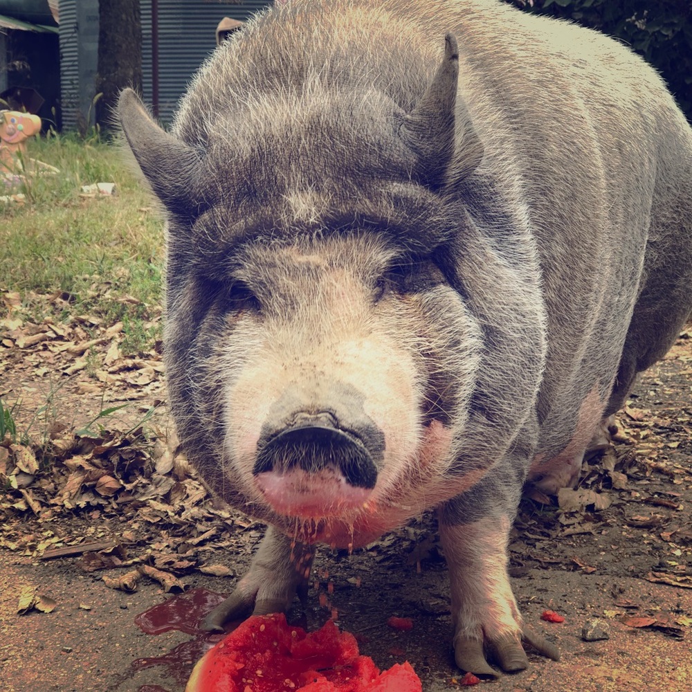 My Mama Loves Reasonable Offers 🌵🐽🌻